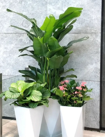 杭州湾花卉租赁-奉化景观绿植租摆-宁波花卉租摆上架-镇海花木租摆网站